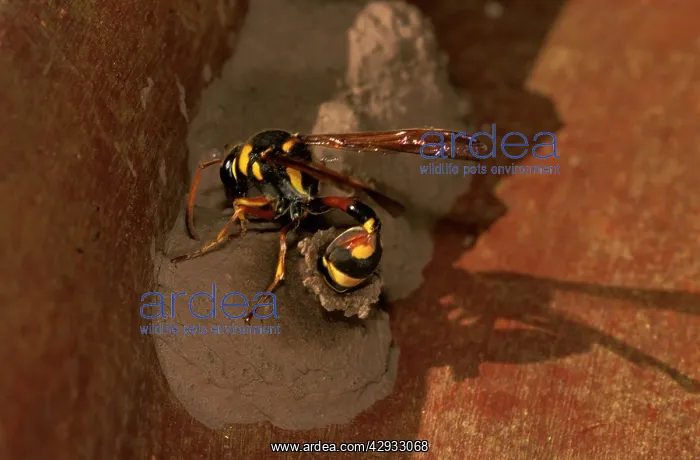 : A mud-wasp - a potter wasp that preys only on moth : A mud-wasp - a potter wasp that preys only on moth