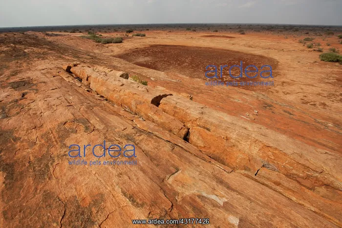 : Mudanda rock or Rock of dried meat, Tsavo East National : Mudanda rock or Rock of dried meat, Tsavo East National