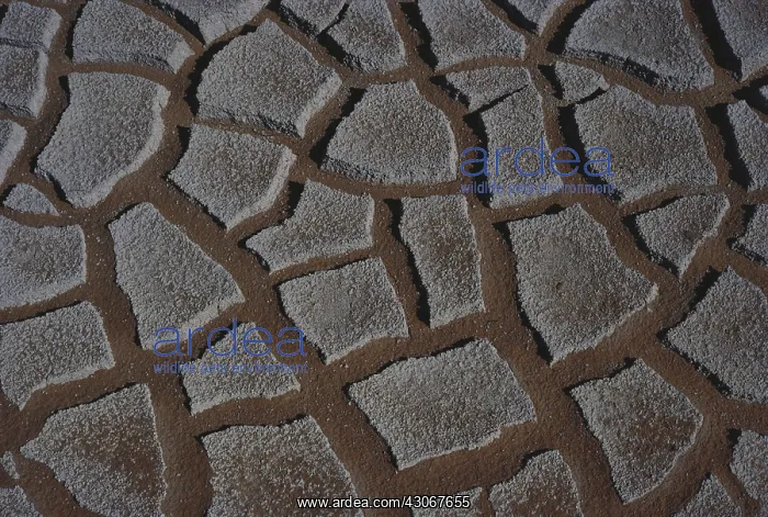 : Mudcracks in Lake Powell : Mudcracks in Lake Powell