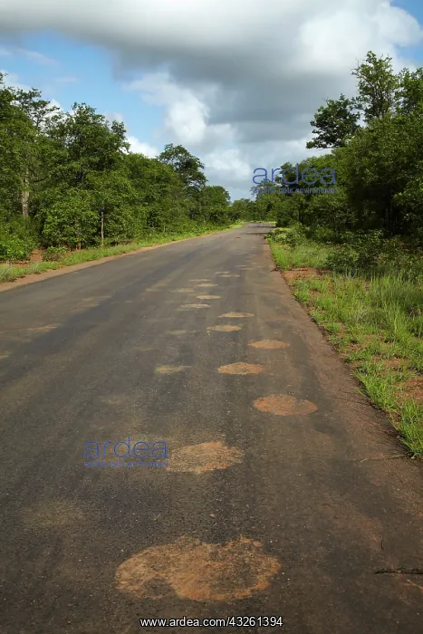 : Muddy elephant footprints on road, Kruger : Muddy elephant footprints on road, Kruger