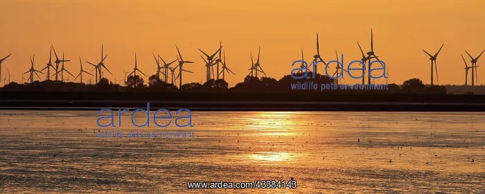  : Mudflat landscape and many wind turbines in the