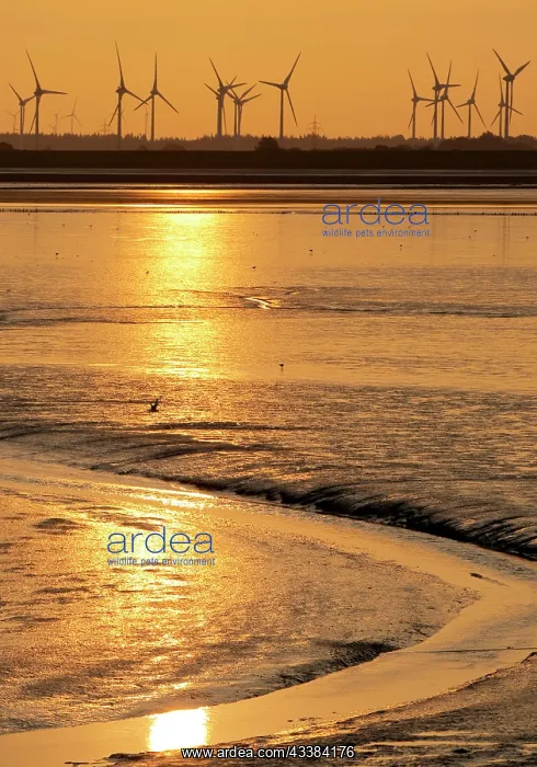 : Mudflat landscape and many wind turbines in the : Mudflat landscape and many wind turbines in the