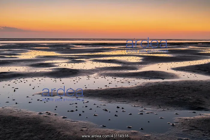 : Mudflats in the evening light, beach at low tide : Mudflats in the evening light, beach at low tide