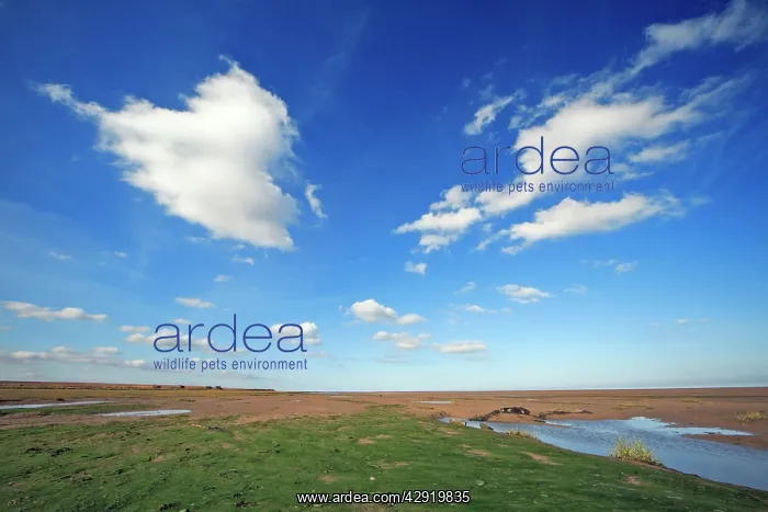 : Mudflats - at low tide and good weather clouds : Mudflats - at low tide and good weather clouds