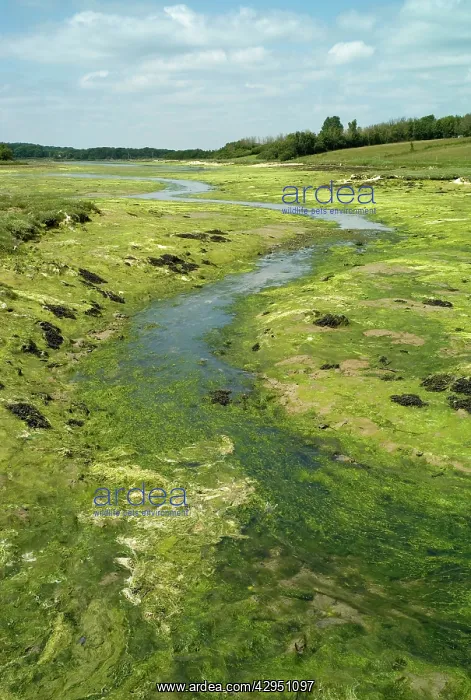 : Mudflats and Saltmarsh - Newtown Harbour Nature : Mudflats and Saltmarsh - Newtown Harbour Nature