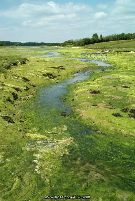 : Mudflats and Saltmarsh - Newtown Harbour Nature : Mudflats and Saltmarsh - Newtown Harbour Nature