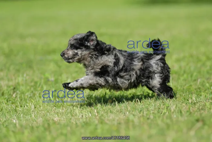  : Mudi puppy, 6 weeks, running over a meadow