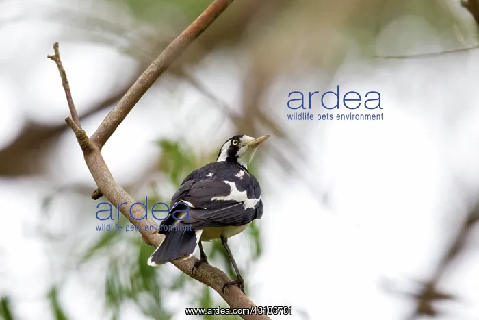 : Mudlark or magpie-lark, Grallina cyanoleuca : Mudlark or magpie-lark, Grallina cyanoleuca