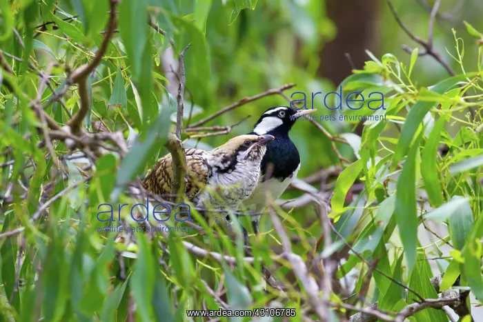 : Mudlark and Koel Chick : Mudlark and Koel Chick