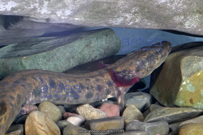 : Mudpuppy (Necturus maculosus). This mudpuppy is about 10 inches in length : Mudpuppy (Necturus maculosus). This mudpuppy is about 10 inches in length