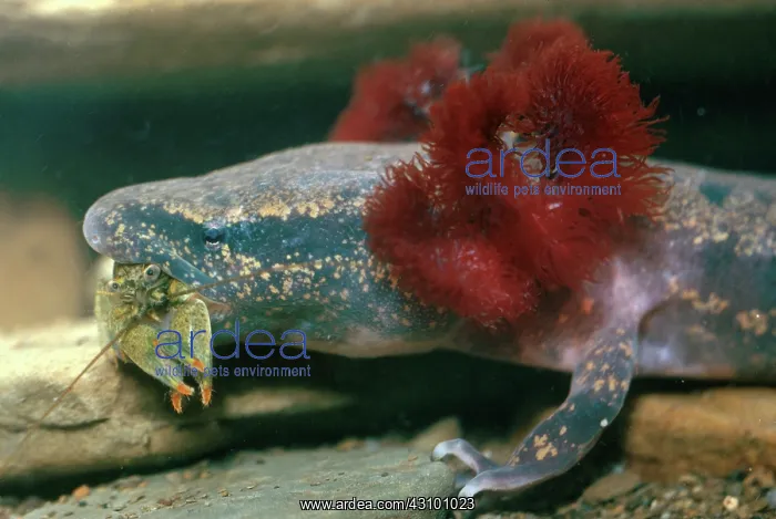 : Mudpuppy (Necturus maculosus) eating a crayfish in Ohio : Mudpuppy (Necturus maculosus) eating a crayfish in Ohio
