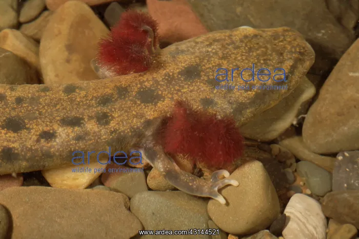 : Mudpuppy (Necturus maculosus). This mudpuppy is about 10 inches in length : Mudpuppy (Necturus maculosus). This mudpuppy is about 10 inches in length