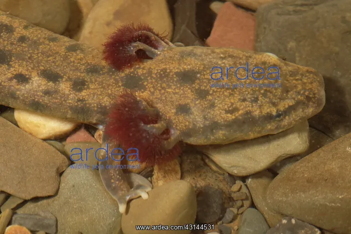 : Mudpuppy (Necturus maculosus). This mudpuppy is about 10 inches in length : Mudpuppy (Necturus maculosus). This mudpuppy is about 10 inches in length