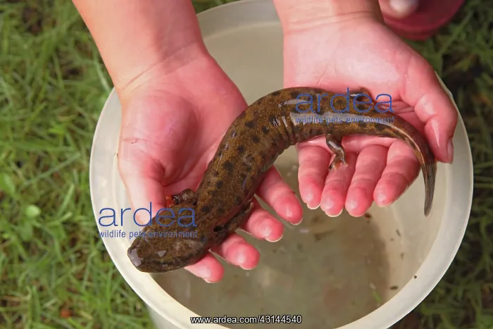 : Mudpuppy (Necturus maculosus) held by a child : Mudpuppy (Necturus maculosus) held by a child