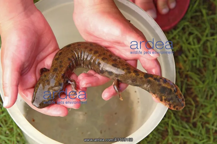 : Mudpuppy (Necturus maculosus) held by a child : Mudpuppy (Necturus maculosus) held by a child