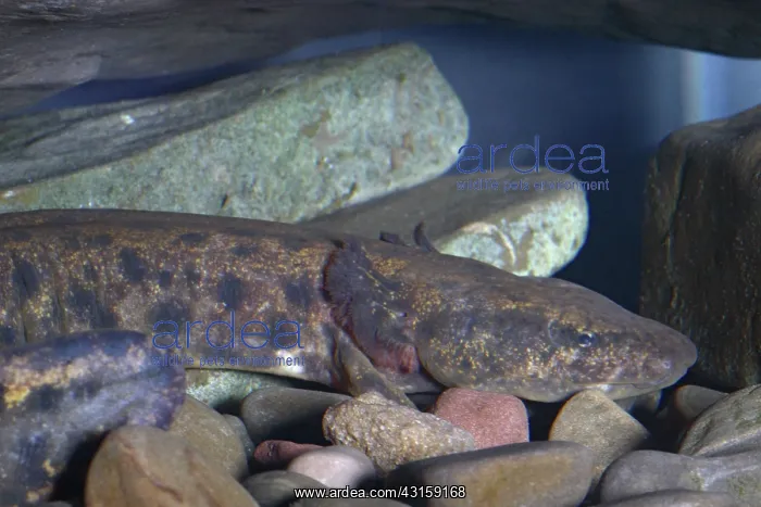 : Mudpuppy (Necturus maculosus). This mudpuppy is about 10 inches in length : Mudpuppy (Necturus maculosus). This mudpuppy is about 10 inches in length