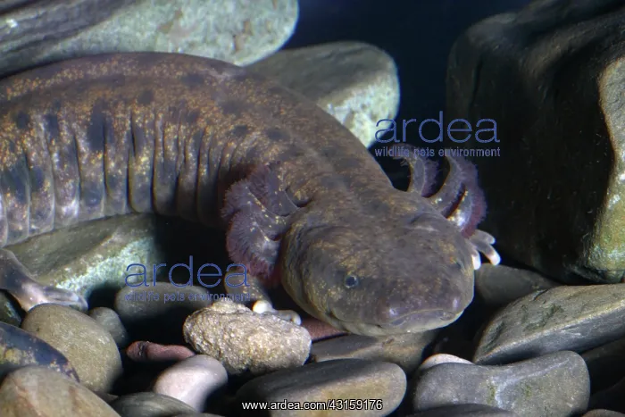 : Mudpuppy (Necturus maculosus). This mudpuppy is about 10 inches in length : Mudpuppy (Necturus maculosus). This mudpuppy is about 10 inches in length