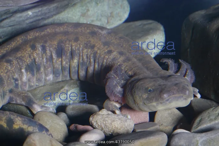 : Mudpuppy (Necturus maculosus). This mudpuppy is about 10 inches in length : Mudpuppy (Necturus maculosus). This mudpuppy is about 10 inches in length