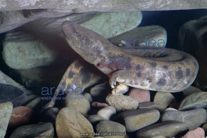 : Mudpuppy (Necturus maculosus). This mudpuppy is about 10 inches in length : Mudpuppy (Necturus maculosus). This mudpuppy is about 10 inches in length