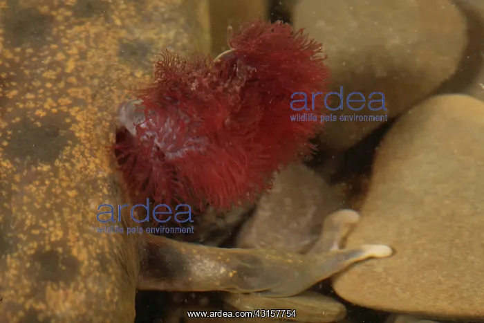 : Mudpuppy Gills : Mudpuppy Gills