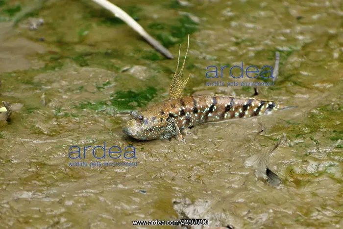 : Mudskipper : Mudskipper