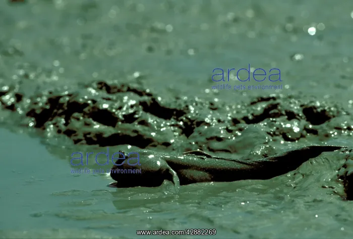  : Mudskipper