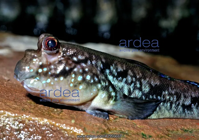 : Mudskipper : Mudskipper