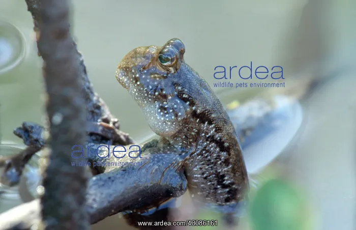 : Mudskipper : Mudskipper