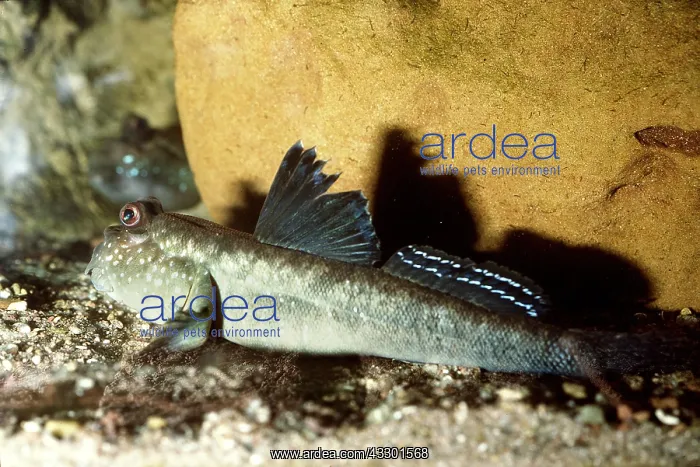 : MUDSKIPPER : MUDSKIPPER