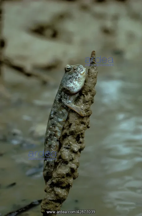 : Mudskipper - Climbing : Mudskipper - Climbing