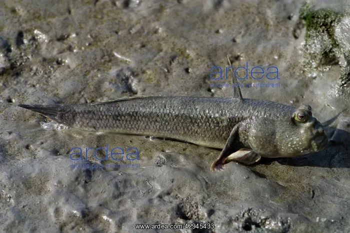 : Mudskipper / Oyster Goby / Oystergoby. On mudflats : Mudskipper / Oyster Goby / Oystergoby. On mudflats
