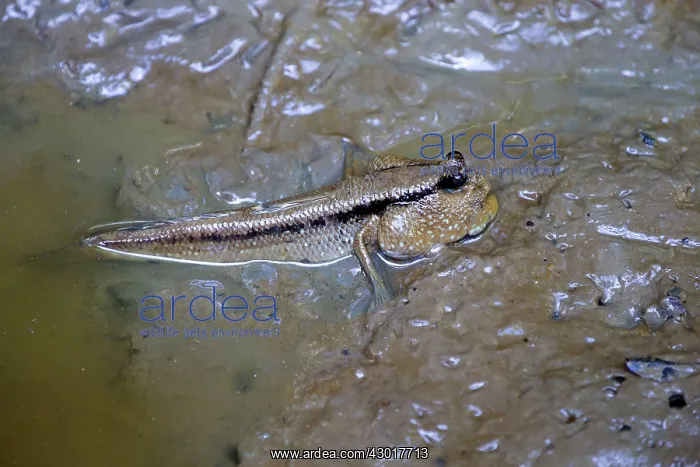 : Mudskipper in pool : Mudskipper in pool