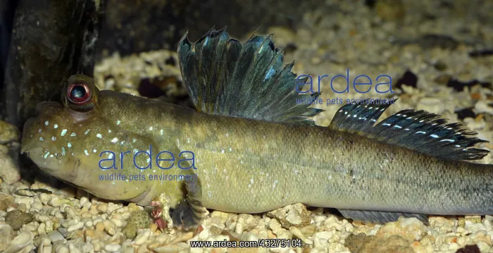 : Mudskipper, tropical shores, male territorial display : Mudskipper, tropical shores, male territorial display