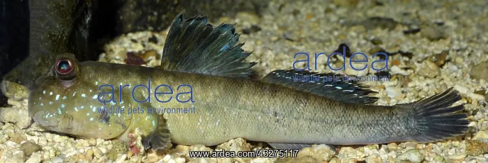 : Mudskipper, tropical shores, male territorial display : Mudskipper, tropical shores, male territorial display