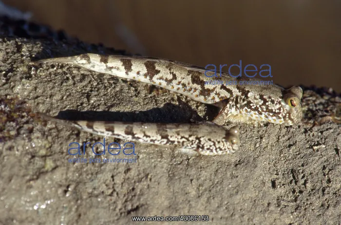 : Mudskippers : Mudskippers