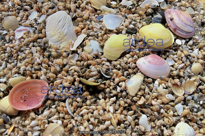 : Mudsnail (Hydrobia ulvae) and other shells on the silkflats of the Wadden Sea : Mudsnail (Hydrobia ulvae) and other shells on the silkflats of the Wadden Sea