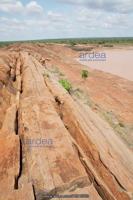 : Mudunda Rock - Tsavo East National Park : Mudunda Rock - Tsavo East National Park