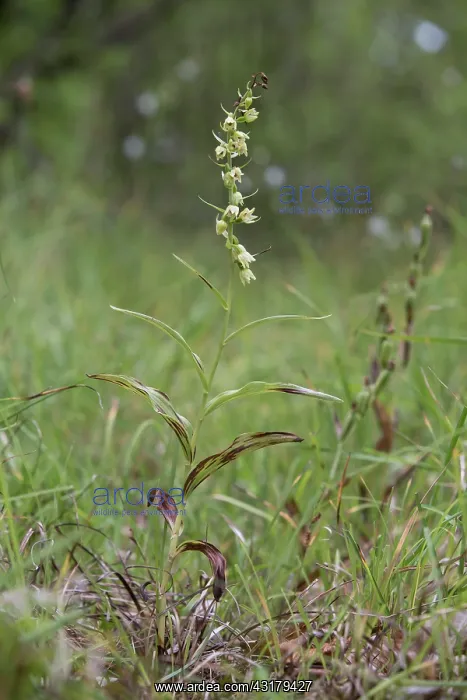 : Mueller's Epipactis (Epipactis muelleri), A whole : Mueller's Epipactis (Epipactis muelleri), A whole