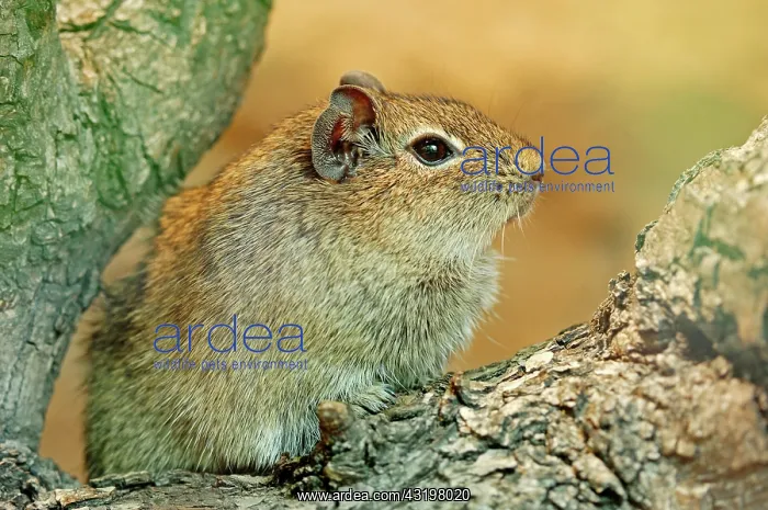 : Muenster yellow-toothed cavy (Galea monasteriensis) : Muenster yellow-toothed cavy (Galea monasteriensis)