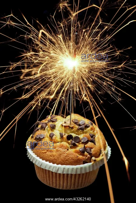 : Muffin and sparkler : Muffin and sparkler