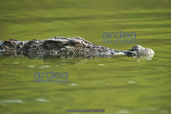 : Mugger Crocodile / Marsh Crocodile / Indian Crocodile : Mugger Crocodile / Marsh Crocodile / Indian Crocodile