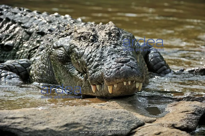 : Mugger Crocodile / Marsh Crocodile / Indian Crocodile : Mugger Crocodile / Marsh Crocodile / Indian Crocodile