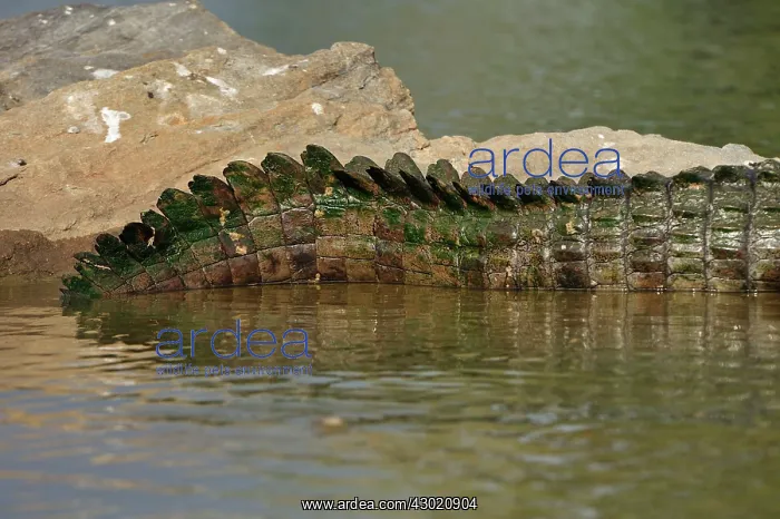 : Mugger Crocodile / Marsh Crocodile / Indian Crocodile : Mugger Crocodile / Marsh Crocodile / Indian Crocodile