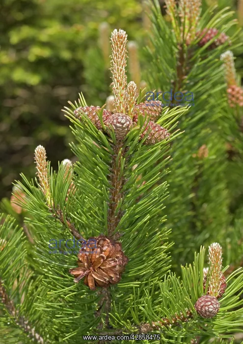  : Mugo pine (Pinus mugo)