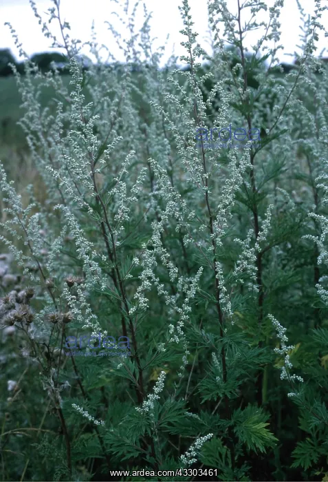 : MUGWORT - in field, roadside : MUGWORT - in field, roadside