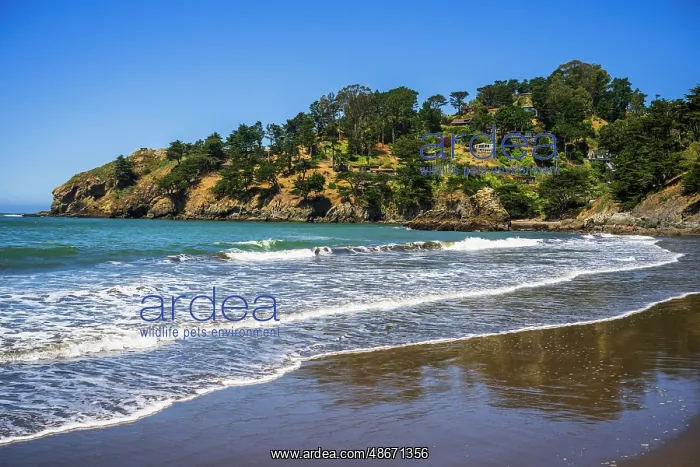 : Muir Beach, Marin County, California, USA