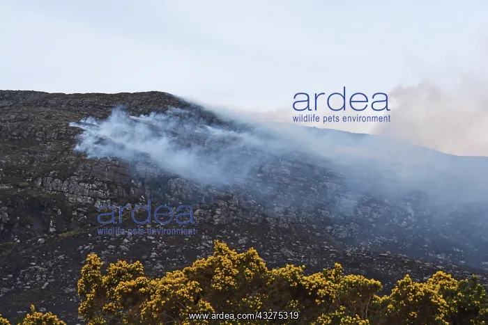 : Muirburn;Traditional burning of heather moorland : Muirburn;Traditional burning of heather moorland