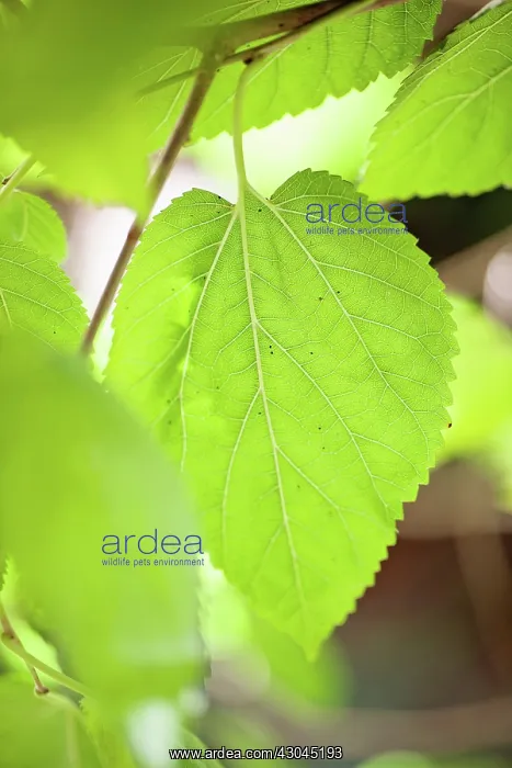 : Mulberry, Morus nigra : Mulberry, Morus nigra