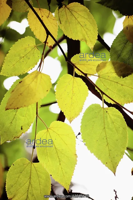 : Mulberry, Morus nigra : Mulberry, Morus nigra