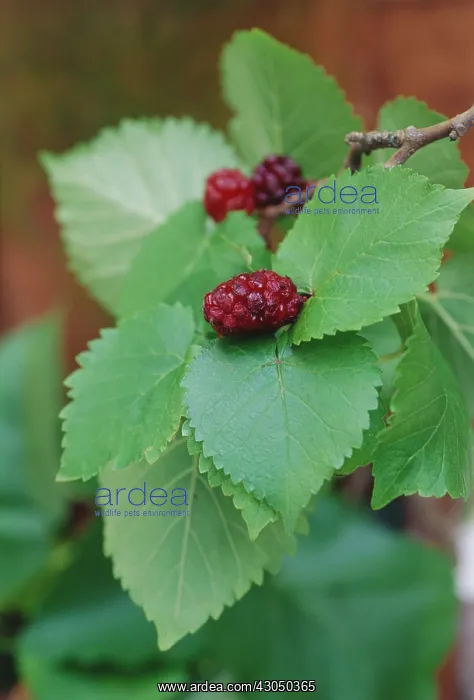 : Mulberry, Morus nigra : Mulberry, Morus nigra